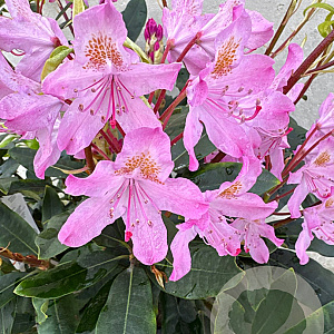 Rhododendron pont. 'Roseum' 50-60 cm 7,5L