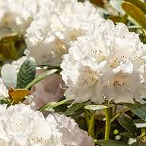 Rhododendron (Y) 'Schneekrone' 30-35 cm 5,0L