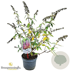 Buddleja weyer. 'Flower Power' 30-40 cm 3,0L