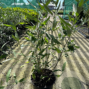 Caryopteris cland. 'Heavenly Blue' 30-40 cm 3,0L