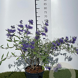 Caryopteris cland. 'Heavenly Blue' 30-40 cm 3,0L