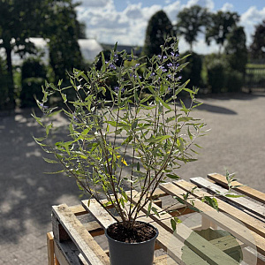 Caryopteris cland. 'Heavenly Blue' GM 2,0L