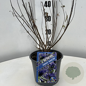 Caryopteris cland. 'Heavenly Blue' GM 2,0L