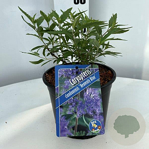 Caryopteris cland. 'Heavenly Blue' GM 2,0L
