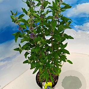 Caryopteris cland. 'Inoveris' 30-40 cm 3,0L