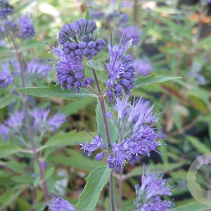 Caryopteris cland. 'Kew Blue' GM 1.5