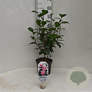 Camellia j. 'Bonomiana' 40-50 cm 3,0L