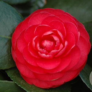 Camellia j. 'Margherita Coleoni' 40-50 cm 3,0L
