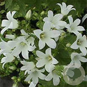 Campanula lact. 'White Pouffe' GM P9