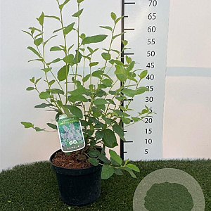 Ceanothus del. 'Gloire de Versaille 40-60 cm 3,0L