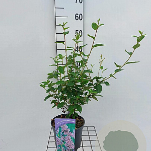 Ceanothus del. 'Gloire de Versaille 40-60 cm 3,0L