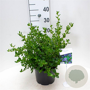 Ceanothus griseus 'Yankee Point' 40-50 cm 5,0L