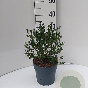 Ceanothus impressus 'Victoria' 25-30 cm 3,5L