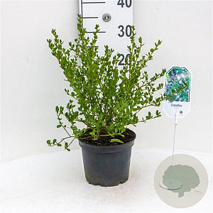 Ceanothus impressus 'Victoria' 40-50 cm 5,0L