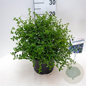 Ceanothus thyrsiflorus repens 40-50 cm 5,0L