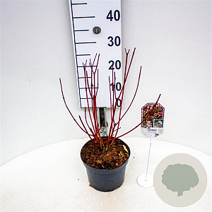 Cornus alba 'Siberian Pearls' 30-40 cm 3,0L