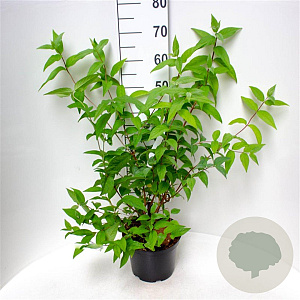 Deutzia Raspberry Sundae 40-50 cm 5,0L