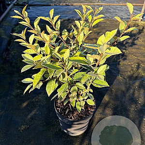 Elaeagnus ebbingei 30-40 cm 3,0L