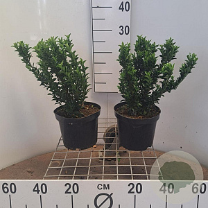 Euonymus jap. 'Green Spire' 30-40 cm 3,0L