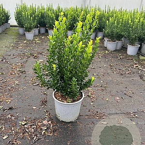 Euonymus jap. 'Green Spire' 30-40 cm 3,0L