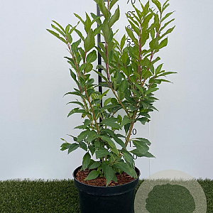 Forsythia int. 'Spectabilis' 30-40 cm 3,0L