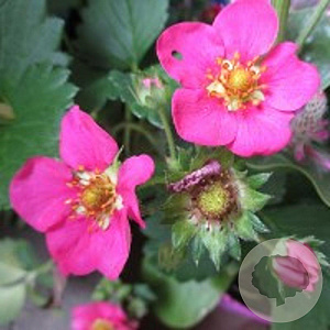 Fragaria 'Stickbolwi' GM P9