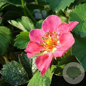 Fragaria 'Stickbolwi' GM P9