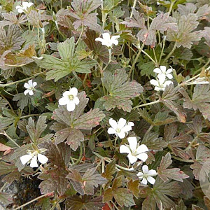 Geranium 'Sanne' GM P9