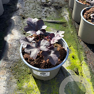 Heuchera 'Obsidian' GM 2,0L