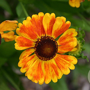 Helenium 'Sahin's Early Flowerer' GM P9