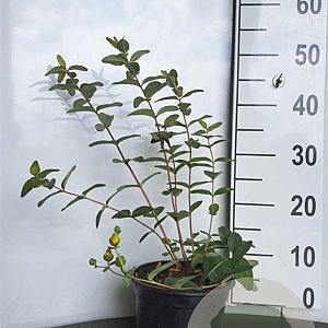 Hypericum dummeri 'Peter Dummer' GM 1.5