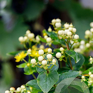 Hypericum Miracle Blizz 30-40 cm 3,0L