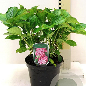 Hydrangea m. 'Pia' 25-30 cm 3,5L