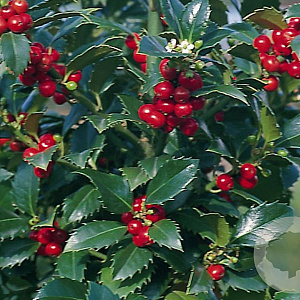 Ilex meserv. 'Hachfee' 40-50 cm 5,0L