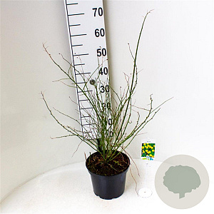 Kerria jap. 'Pleniflora' 40-50 cm 5,0L