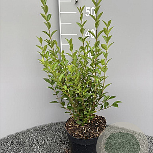 Ligustrum ovalifolium 30-40 cm 3,0L