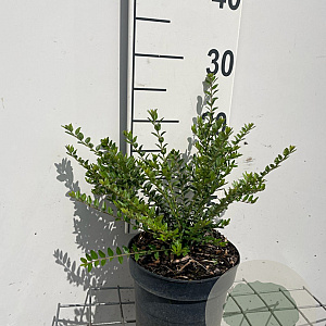 Lonicera nit. 'Elegant' GM 2,0L