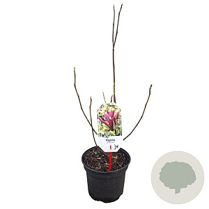 Magnolia l. 'Nigra' 40-50 cm 3,0L