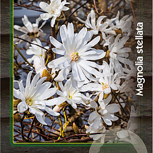 Magnolia stellata 40-50 cm 3,0L