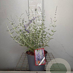 Perovskia 'Blue Spire' 30-40 cm 3,0L