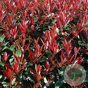 Photinia fraseri Carré Rouge 25 cm 3,0L