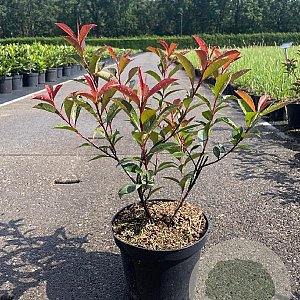 Photinia fraseri Carré Rouge 30-40 cm 3,0L