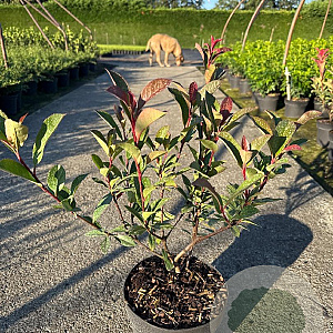 Photinia fraseri Carré Rouge 30-40 cm 3,0L