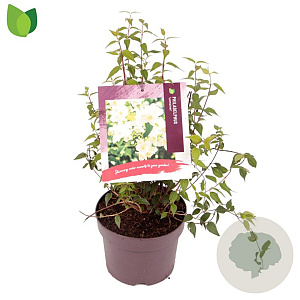 Philadelphus 'Lemoinei' 30-40 cm 3,0L