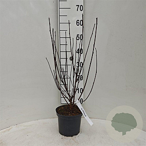 Physocarpus opulif. 'Diabolo' 30-40 cm 3,0L