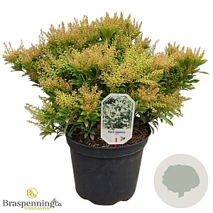 Pieris jap. 'Cupido' 40-50 cm 10L