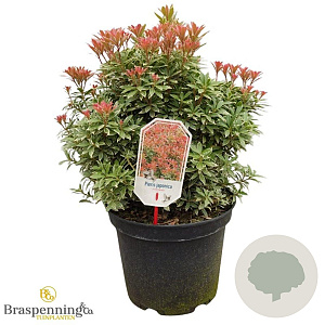 Pieris jap. 'Little Heath' 40-50 cm 10L