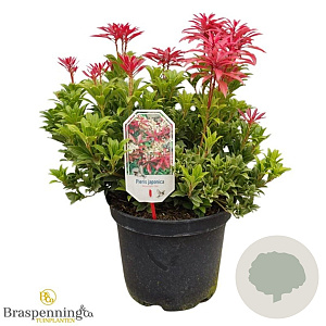 Pieris jap. 'Mountain Fire' 40-50 cm 10L
