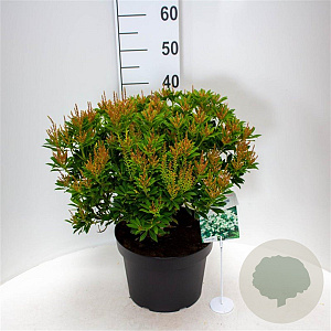 Pieris jap. 'Purity' 40-50 cm 10L