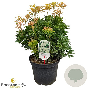Pieris jap. 'White Cascade' 40-50 cm 10L